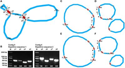 The complete mitochondrial genome of Aglaia odorata, insights into its genomic structure and RNA editing sites